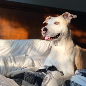 Meet your Posher, Gladys